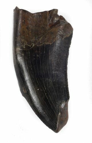 Serrated, Tyrannosaur (Nanotyrannus) Tooth - Montana #37187